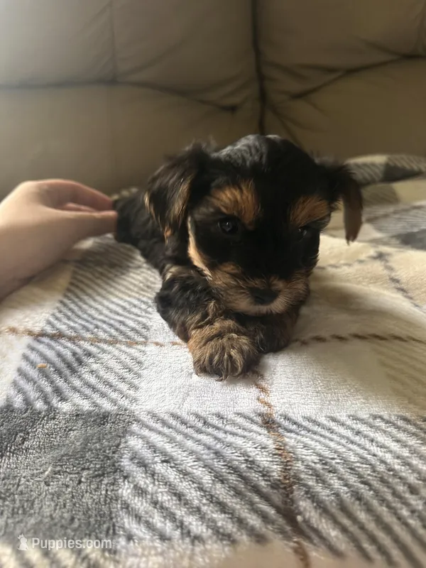 Happy🩷 – Yorkshire Terrier puppy for sale in Tishomingo, MS