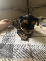 Happy🩷, a female Yorkshire Terrier for sale in Tishomingo, MS – 1 of 4