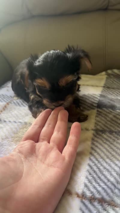 Happy🩷, a female Yorkshire Terrier for sale in Tishomingo, MS – 4 of 4