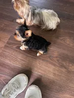 Little Izzy 🩷, a female Yorkshire Terrier for sale in Tishomingo, MS – Photo 3 of 8