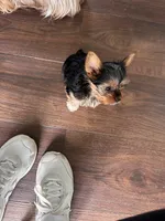 Little Izzy 🩷, a female Yorkshire Terrier for sale in Tishomingo, MS – Photo 2 of 8