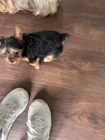 Little Izzy 🩷, a female Yorkshire Terrier for sale in Tishomingo, MS – Photo 7 of 8