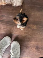 Little Izzy 🩷, a female Yorkshire Terrier for sale in Tishomingo, MS – Photo 8 of 8