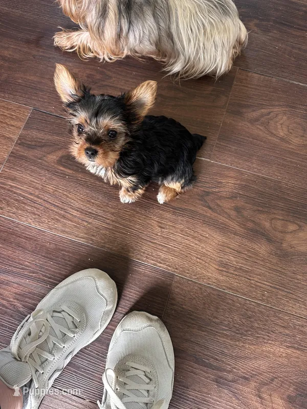 Little Izzy 🩷 – Yorkshire Terrier puppy for sale in Tishomingo, MS