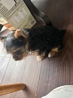 Little Izzy 🩷, a female Yorkshire Terrier for sale in Tishomingo, MS – Photo 6 of 8