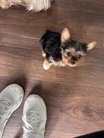 Little Izzy 🩷, a female Yorkshire Terrier for sale in Tishomingo, MS – Photo 4 of 8