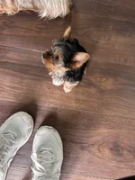 Little Izzy 🩷, a female Yorkshire Terrier for sale in Tishomingo, MS – Photo 5 of 8