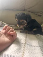 Baby boy, a male Yorkshire Terrier for sale in Tishomingo, MS – 3 of 6