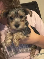 Bentley , a male Yorkshire Terrier for sale in Tishomingo, MS – 3 of 5