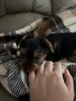 Sassy💜, a female Yorkshire Terrier for sale in Tishomingo, MS – 3 of 5