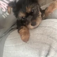 Happy💕, a female Yorkshire Terrier for sale in Tishomingo, MS – Photo 2 of 5