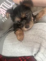 Happy💕, a female Yorkshire Terrier for sale in Tishomingo, MS – Photo 2 of 5