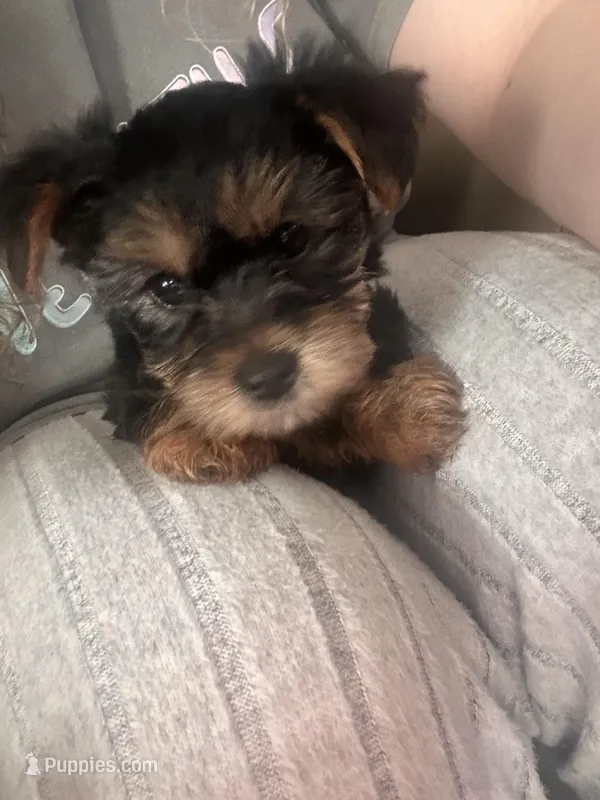 Happy💕, a female Yorkshire Terrier for sale in Tishomingo, MS – Photo 1 of 5