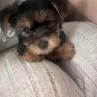 Happy💕, a female Yorkshire Terrier for sale in Tishomingo, MS – Photo 1 of 5