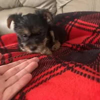 Happy💕, a female Yorkshire Terrier for sale in Tishomingo, MS – Photo 4 of 5