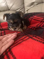 Happy💕, a female Yorkshire Terrier for sale in Tishomingo, MS – Photo 4 of 5