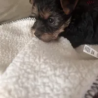 Happy💕, a female Yorkshire Terrier for sale in Tishomingo, MS – Photo 3 of 5