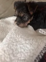 Happy💕, a female Yorkshire Terrier for sale in Tishomingo, MS – Photo 3 of 5