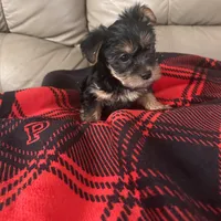 Happy💕, a female Yorkshire Terrier for sale in Tishomingo, MS – Photo 5 of 5