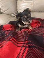 Happy💕, a female Yorkshire Terrier for sale in Tishomingo, MS – Photo 5 of 5