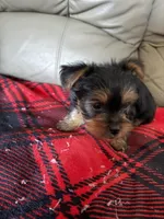Little Bit🩷, a female Yorkshire Terrier for sale in Tishomingo, MS – 2 of 4