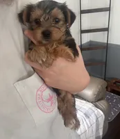 Bentley 🩵, a male Yorkshire Terrier for sale in Tishomingo, MS – 5 of 6