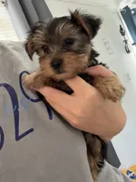 Benz, a male Yorkshire Terrier for sale in Tishomingo, MS – 2 of 3