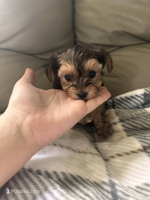 Tiny Baby Boy  – Yorkshire Terrier puppy for sale in Tishomingo, MS