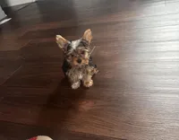 Izzy- Teacup Yorkie 💜, a female Yorkshire Terrier for sale in Tishomingo, MS – 5 of 6