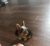 Izzy- Teacup Yorkie 💜, a female Yorkshire Terrier for sale in Tishomingo, MS – 3 of 6