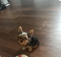 Izzy- Teacup Yorkie 💜, a female Yorkshire Terrier for sale in Tishomingo, MS – 4 of 6