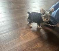 Izzy- Teacup Yorkie 💜, a female Yorkshire Terrier for sale in Tishomingo, MS – 1 of 6
