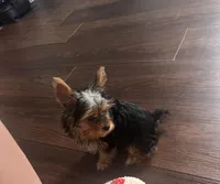 Izzy- Teacup Yorkie 💜, a female Yorkshire Terrier for sale in Tishomingo, MS – 2 of 6