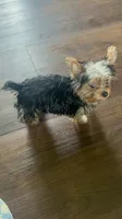 Bella- Teacup Yorkie 🩷, a female Yorkshire Terrier for sale in Tishomingo, MS – 2 of 5