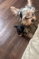 Bella- Teacup Yorkie 🩷, a female Yorkshire Terrier for sale in Tishomingo, MS – 3 of 5