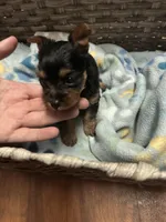 Tiny- Teacup Yorkie 🩷, a female Yorkshire Terrier for sale in Tishomingo, MS – Photo 7 of 7