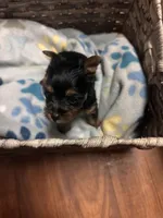 Tiny- Teacup Yorkie 🩷, a female Yorkshire Terrier for sale in Tishomingo, MS – Photo 6 of 7