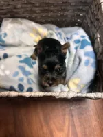 Tiny- Teacup Yorkie 🩷, a female Yorkshire Terrier for sale in Tishomingo, MS – Photo 4 of 7