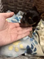 Tiny- Teacup Yorkie 🩷, a female Yorkshire Terrier for sale in Tishomingo, MS – Photo 5 of 7