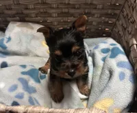 Tiny- Teacup Yorkie 🩷, a female Yorkshire Terrier for sale in Tishomingo, MS – Photo 1 of 7