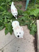 Bolt , a male Pomsky for sale in Traverse City, MI – 2 of 4