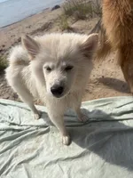 Bolt , a male Pomsky for sale in Traverse City, MI – 3 of 4