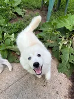 Bolt , a male Pomsky for sale in Traverse City, MI – 1 of 4