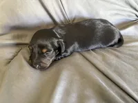 Hazel, a female Miniature Dachshund for sale in Oregon, IL – 3 of 4