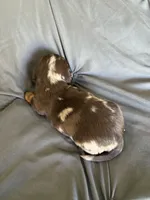 Snickers , a male Miniature Dachshund for sale in Oregon, IL – 3 of 5