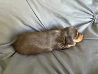 Milky Way, a male Miniature Dachshund for sale in Oregon, IL – 3 of 4
