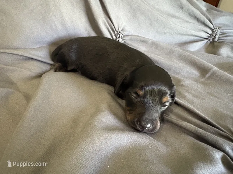 Hazel – Miniature Dachshund puppy for sale in Oregon, IL