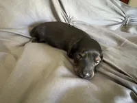 Hazel, a female Miniature Dachshund for sale in Oregon, IL – 1 of 4