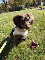 Milky Way, a male Miniature Dachshund for sale in Oregon, IL – 4 of 4