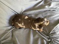 Snickers , a male Miniature Dachshund for sale in Oregon, IL – 2 of 5